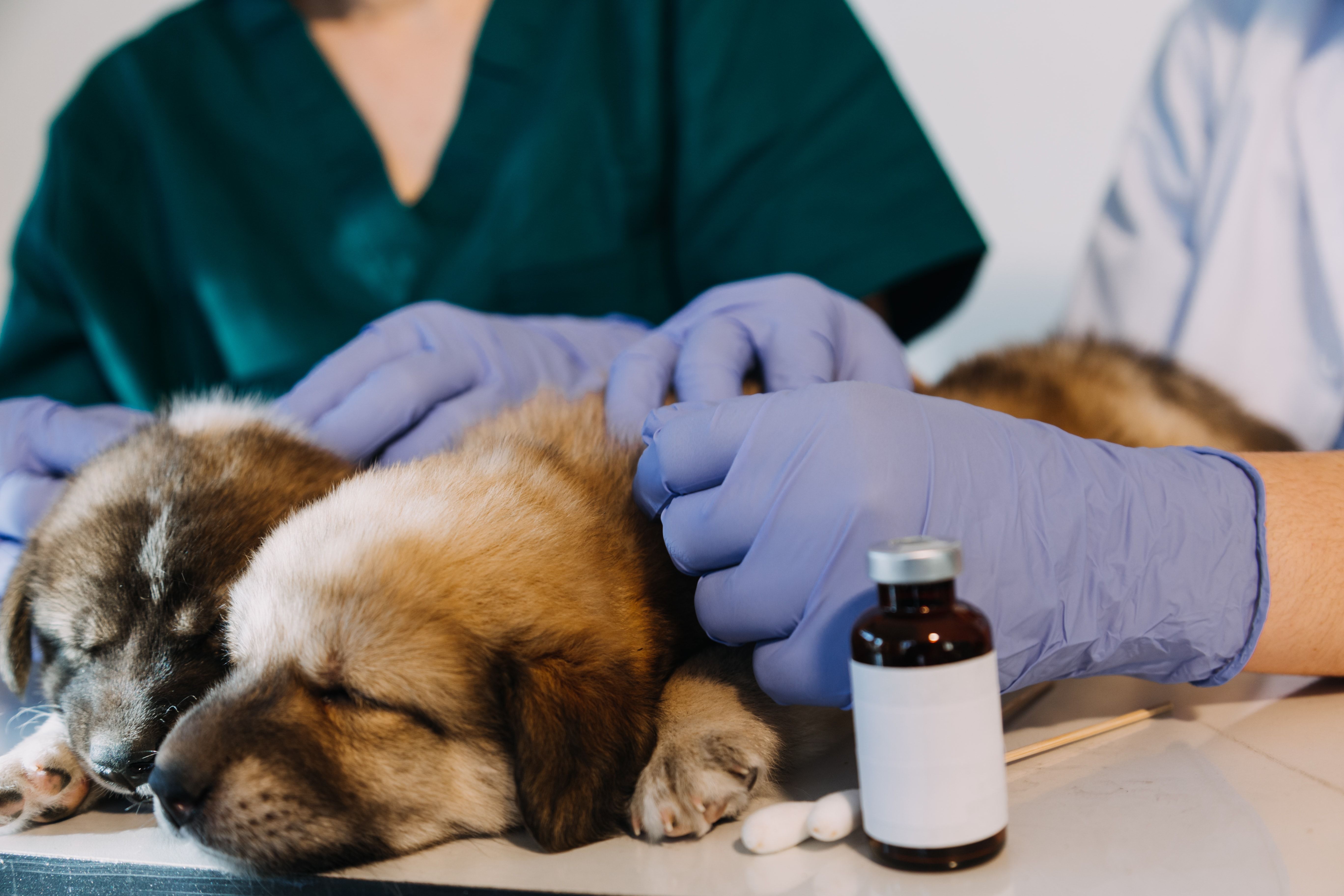 Conheça 10 Referências em Saúde Animal no Brasil