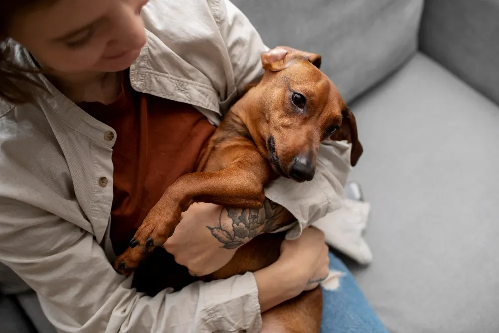 Problemas de comportamento e ansiedade em pets