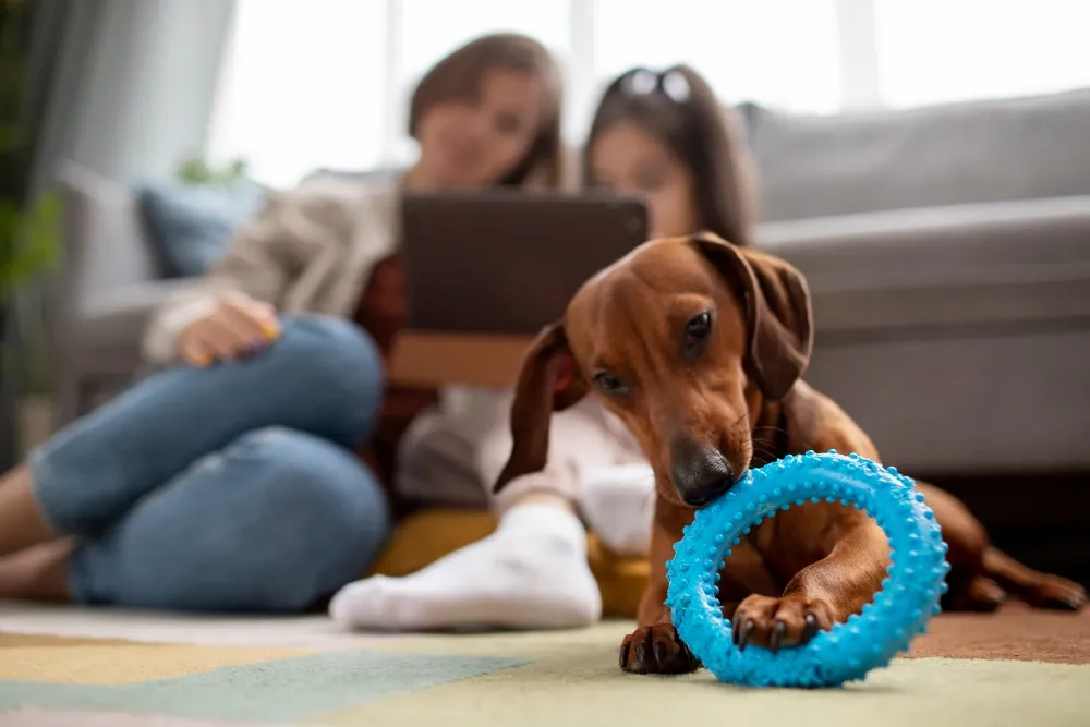 Produtos e acessórios para entreter os pets