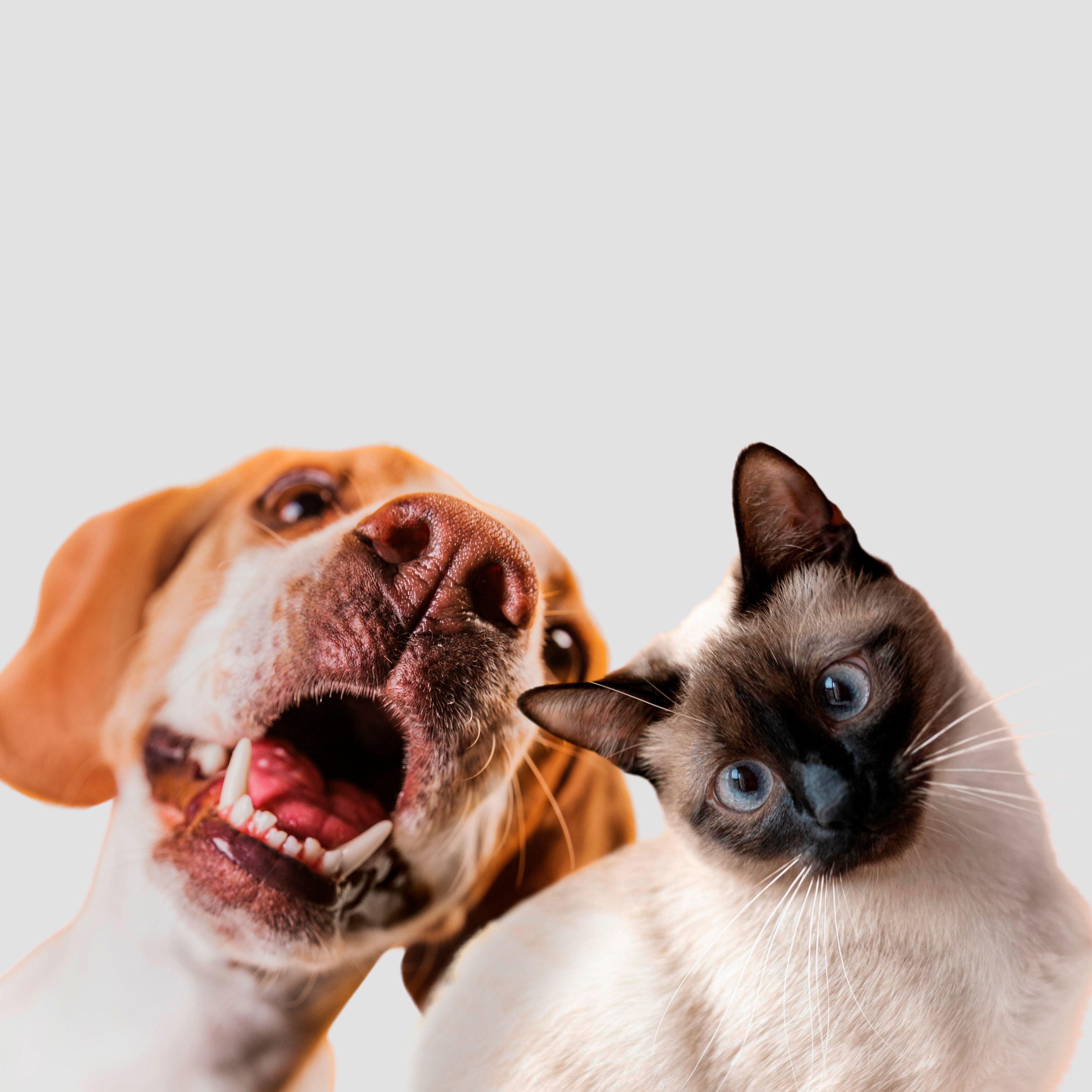 Conheça 10 Redes de Pet Center em Todo o Brasil